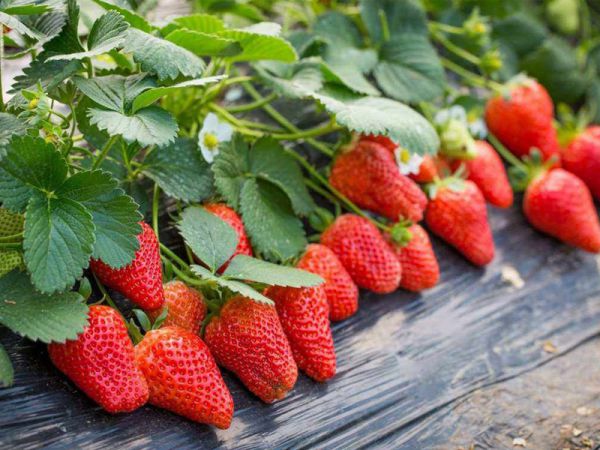 塑料大棚膜几年需要更换